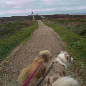 promenade chien avec éducateur canin