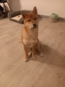 Shiba