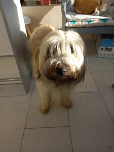 Berger des Pyrénées