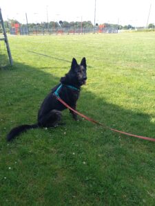 Berger allemand noir