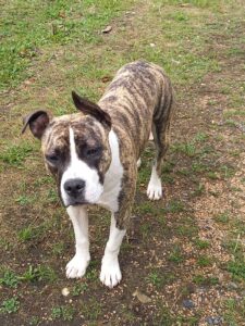 American staffordshire terrier