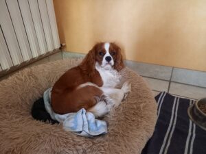 Cavalier King Charles