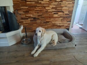 Bébé golden retriever