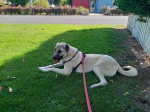 Kangal ou berger d'Anatolie