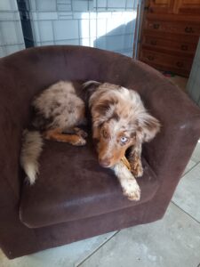 un petit chien plein d'énérgie