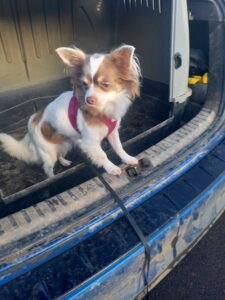Chihuahua dans le coffre d'une voiture ouvert.