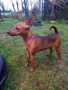 Pinscher naine marron